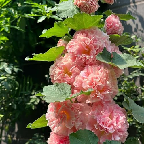 semi di malvarosa esotiche giardino decorazioni esterni balcone Vecchie varietà 100pcs