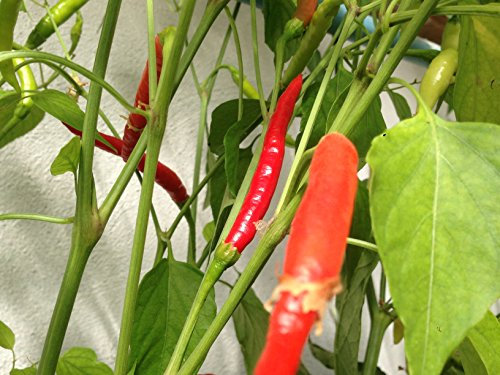 SEMILLAS CHILE DE ARBOL RED + CHILE DE ARBOL ORANGE + GUIDA COLTIVAZIONE