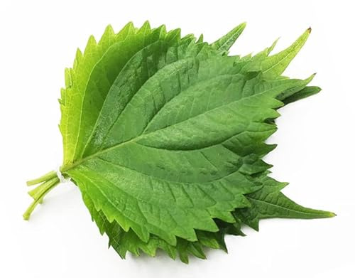200ct+ Perilla/Shiso Seed for Planting,Non GMO Seeds Heirloom Vegetable Seed for Planting.Great Hydroponic Seeds for Pods(Shiso Herb Seeds #3,日本紫苏,Green Ohba Ao,1g)
