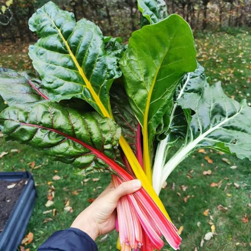 300 piezas comprar semillas de acelga - es resistentes en el exterior De Balcón Orgánicas Raras para exteriores