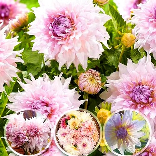 Bulbos de Dahlia, Colores Brillantes para Jardín-2bulbos-C