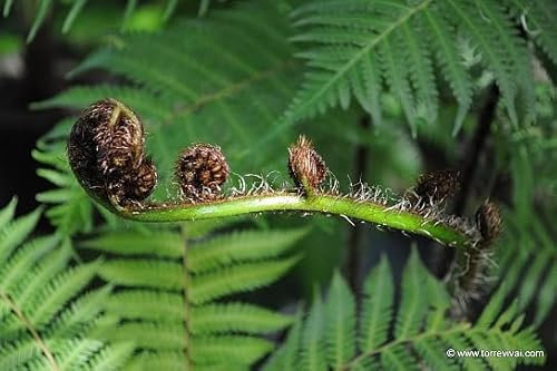 Cyathea cooperi Felce arborea in vaso 24cm