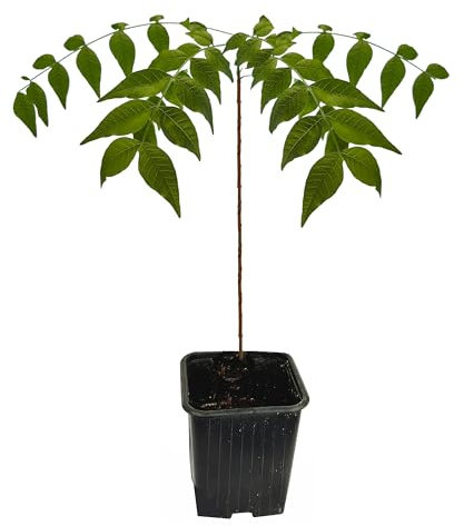 Seedeo® Chinesische Pistazie (Pistacia chinensis) Pflanze ca. 20-30 cm hoch