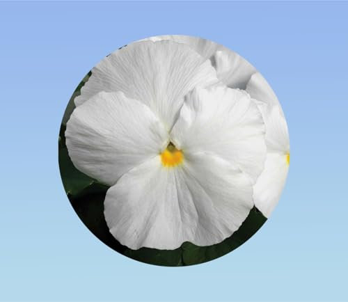 200 graines pensée blanche sans macule - Viola x wittrockiana - plante ornementale - white - pensée rare sans macule