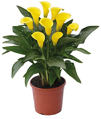 Millennium Queen Calla Lilies Flower Bulbs - 3 Lily Bulbs per Pack - Attracts Butterflies and Hummingbirds - Deer Resistant - Good as Cut Flowers - Grows Well in Containers - Perennializing Garden
