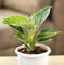50 semillas de plantas de filodendro
