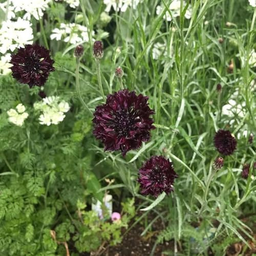 Semi di fiordaliso - farfalle organico prati fioriti semi di selvatici per i luoghi soleggiati raro estivi per giardinieri resistenti giardini 700pcs