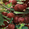 Ribes uva-crispa 'Captivator' Gooseberry 15cm Pot Size
