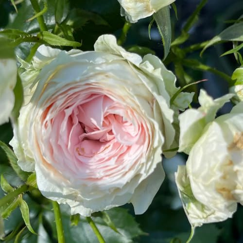 semillas de rosal, Rosa chinensis, exterior de balcón trepadoras raras invernadero interior interior exóticas en jardín rocas jardín Cubresuelos 420pcs