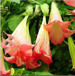 Schwarze Samen, Brugmansia-Engelstrompeten, Bonsai-Baum-Blumensamen 100 Partikel/Los