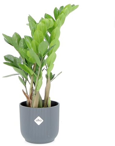 KENTIS - Zamioculcas Zamiifolia - Piante Vere da Appartamento - Pianta Purificante Aria - Facile Cura - H 40-50 cm Vaso Ø 12 cm