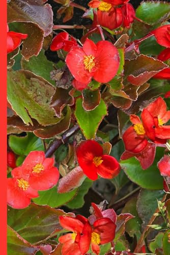 Scarlet Begonias Floral Notebook: 6x9 lined notebook