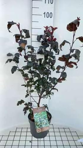 Malus tor. 'Scarlett'® - Pommier Ornemental 60-80 cm en pot