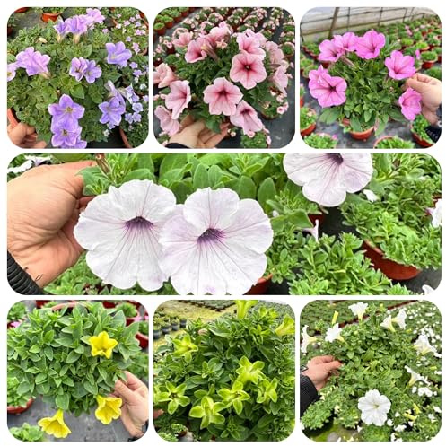 semi di petunia - esotici appartamento perenni 300pcs