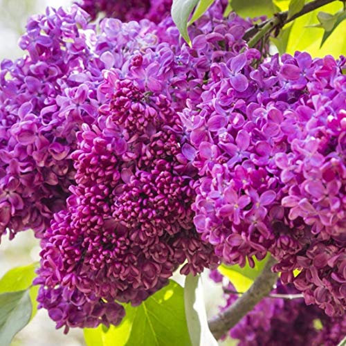 Syringa Vulgaris 'Charles Joly'- Lilas commun 'Charles Joly' 40-60 cm en conteneur