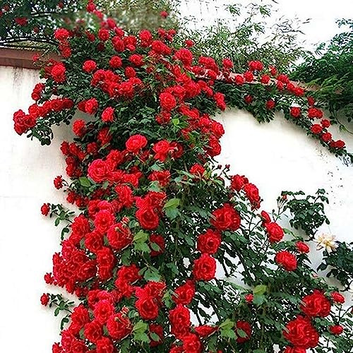 lamphle 500 Unids/bolsa Semillas de Rosas Trepadoras Perenne Fácil de Producir Semillas de Flores en Macetas de Múltiples Colores Decoración de Jardín Flor Árbol Frutal Semillas de Hierba Vege