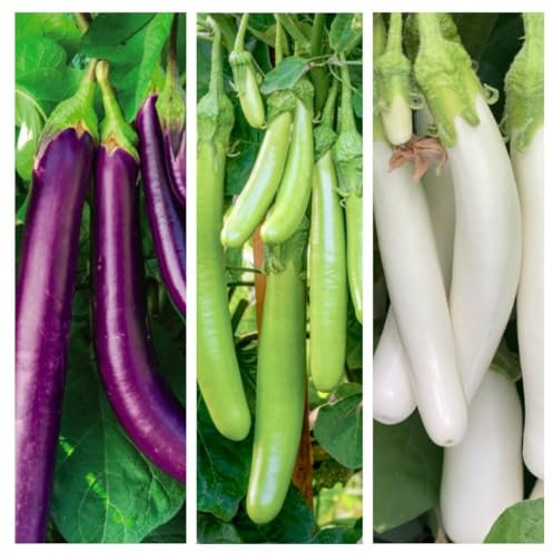 Aubergine 'Three Knight' F1 Recipe Seed Collection - Trio of Purple/White/Green Knight - Ornamental and Flavourful - Compact Plants for Container Growing - 1 Packet (9 Seeds) by Thompson & Morgan
