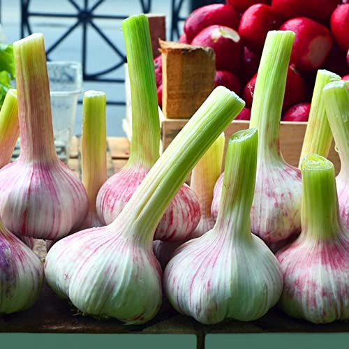 ajo de jardín de interior plantar ajo exóticas balcones elevados Cultivo hortalizas invierno orgánicas cubrir el 500semillas
