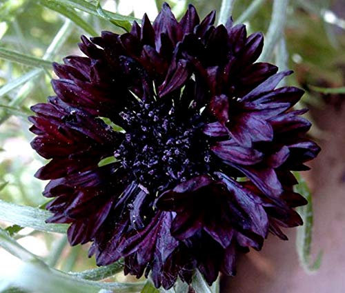 50 Centaurea Cyanus Black Ball Seeds - Dark Red Cornflower - 50 Seeds