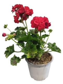 Geranio Natural con Flores Rojas DECOALIVE – Planta Viva y Resistente – Ideal para Balcones Soleados