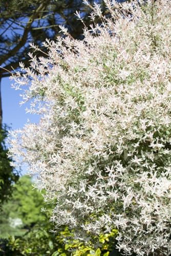 Salix integra 'Hakuro Nishiki' 100 cm Stammhöhe - Harlekinweide, rosa-weiße Blätter, ideal für Kübel und Gärten, pflegeleicht und dekorativ