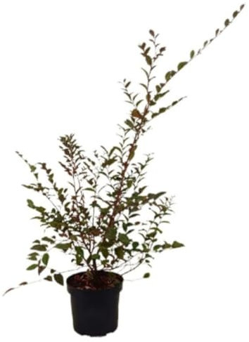 Planta natural Loropetalum Chinensis, 70-80 cm. Arbusto de las cintas, loropétalo chino. Arbusto ornamental. Segura Garden.