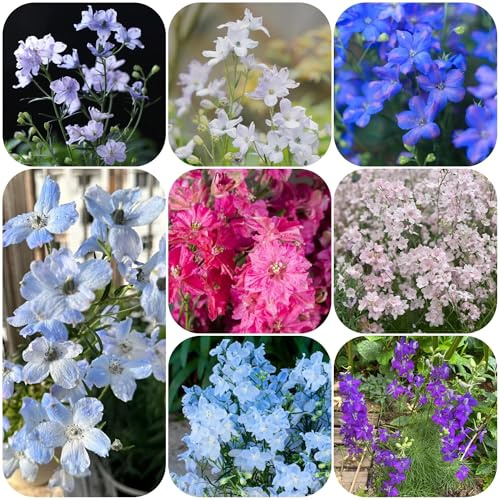Semillas resistentes de la delphinium para el jardín, delphinium perenne resistente que cubre el suelo 150pcs