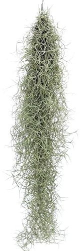 I GIARDINI DI GIULIA - TILLANDSIA USNEOIDES (SPANISH MOSS)