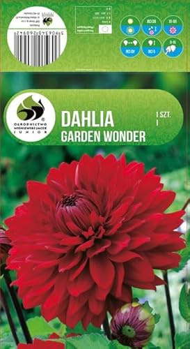 AGRONOM | DALIAS - GARDEN WONDER | Bulbos de flores perennes | Flores rojas | Cultivadas en jardines de flores, macetas y céspedes floridos | 1 bulbo