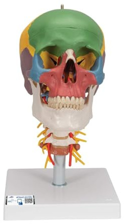 3B Scientific klassisches Schädel-Modell mit Montage, 1, A20/2
