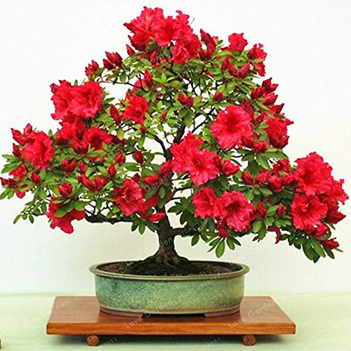 Semi: 50 PCS Rare Bonsai Azalea Bonsai Bonsai del Fiore Belle Piante tappezzanti Fiore Bonsai Fai da Te impianto Casa Giardino: 3