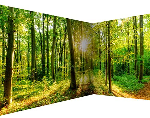 murando - Premium Photo Wallpaper Forest 550x250 cm / 217x98 - Non-Woven Premium Art Print Fleece Wall Mural Decoration Poster Picture Design Modern - Landscape Nature Green b-B-0383-a-a