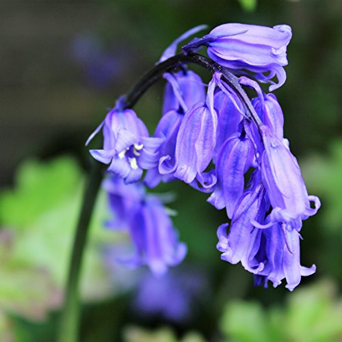 Cultivated English Bluebells x 100 Flower Bulbs Size 6/7 Traditional Spring Flowers. Easy to Grow.
