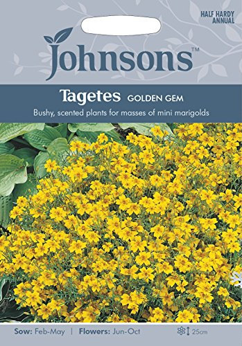 Johnsons 21427 Flower Seeds, TAGETES Golden Gem, Yellow
