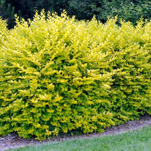 Ligustrum ovalifolium 'Aureum' (Golden Privet) Bush in 9cm Pot