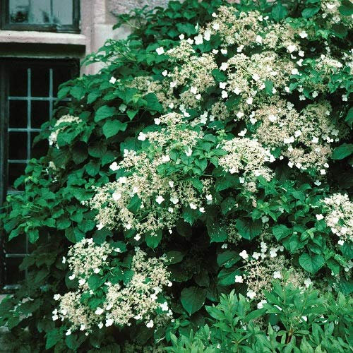 Ortensia - Hydrangea Rampicante Petiolaris - Vaso 1,5 Litro (Pianta Rampicante - Pianta Adulta - Resistenza al Freddo: Ottima) - Muri e Recinzioni, Pergola, Balconi e Terrazze | ClematisOnline
