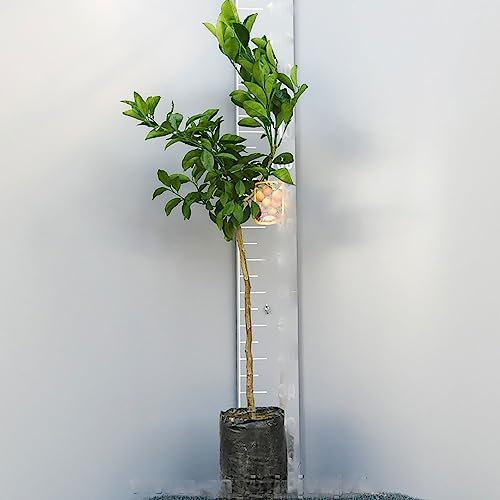 Agrume SAVINI VIVAI, citron vert aigre du Mexique en phytocelle, hauteur 100-120 cm greffé pendant 1 an, fabriqué en Italie