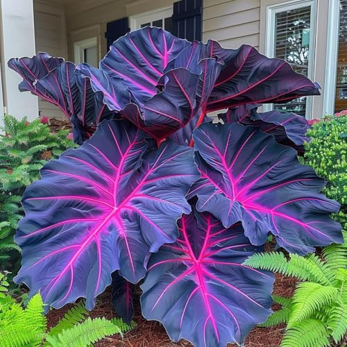 Bulbo de oreja de elefante. Perenne resistente al frío. Hojas perennes.Para cultivo de jardín. Con tallo alto y hojas grandes. -5 bulbos-E