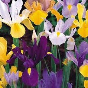 Cottage Garden Bulbs: Dutch IRIS Bulbs - Mixed Colours - Early Spring Flowering - Large Bulbs Size 7/8 - Packs of 25, 50 & 100 - Free UK P & P (50)