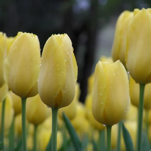 tulpenzwiebeln kaufen, blumenzwiebeln tulpen - herbstblumen, frühlingsblumen zwiebeln tulpenzwiebel wildtulpen zwiebeln, frühlingsblüher zwiebeln, blumendeko geschenke für 5pcs