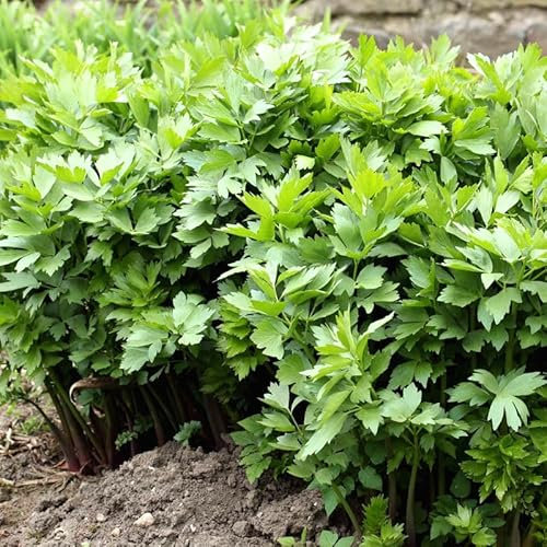 Herb Lovage - 400 Seeds + Plant tag + Freebie - Levisticum Officinale - Home Growing Herbs All Year, Green