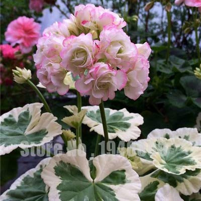Graines de fleurs de géranium fraîches à planter, blanches, rose clair paquet de 100 graines