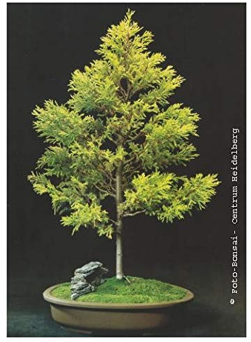 TROPICA - Cyprès doré de Monterrey (Cupressus macrocarpa »Gold Crest«) - 50 graines- Bonsai