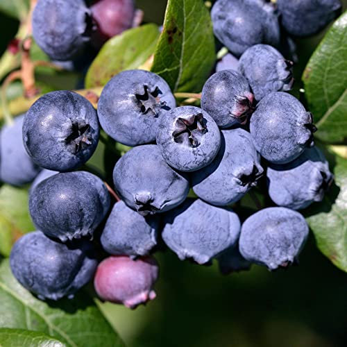 Blueberry Vaccinium 'Powder Blue' | Deciduous Garden Fruit Plant in 9cm Pot