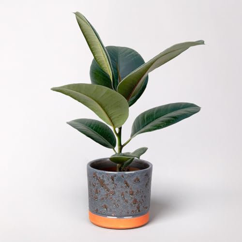 Gummibaum 'Robusta' in Keramiktopf Lauren blau, Topf-Ø 12 cm, Höhe ca. 40 cm