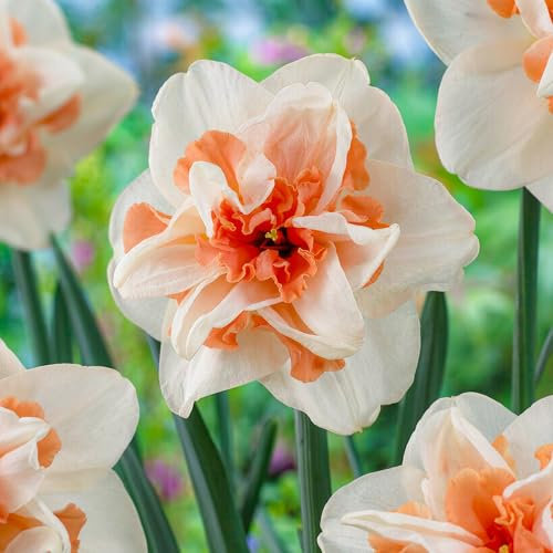 Bulbos de narciso Delnashaugh (25 piezas), bulbos de narciso perennes, resistentes y fragantes de Holanda para jardín y maceta (sin semillas, no artificiales)