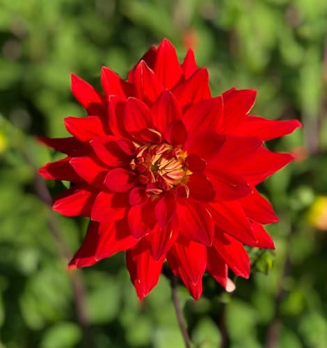 Dahlia red 'Vulcan' semi-Cactus Flowered - 5 tubers -