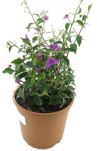 Buganvilla Natural Planta Ideal para Añadir Elegancia y Color al Hogar