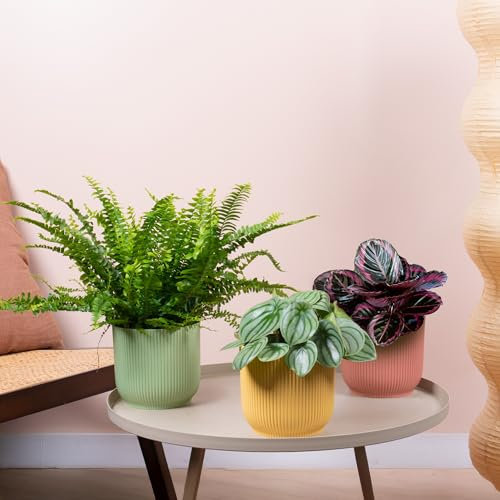 3 x Ensemble de Plantes d'Intérieur Amicales pour Animaux - Collection de Fougère de Boston, Peperomia Pastèque et Calathea Surprise Star - Mélange de Plantes d'Intérieur Amicales pour Animaux.