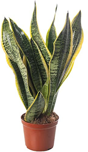 Snake Plant Sansevieria Tall Indoor Plants Exotic Large Trees for Your Home
